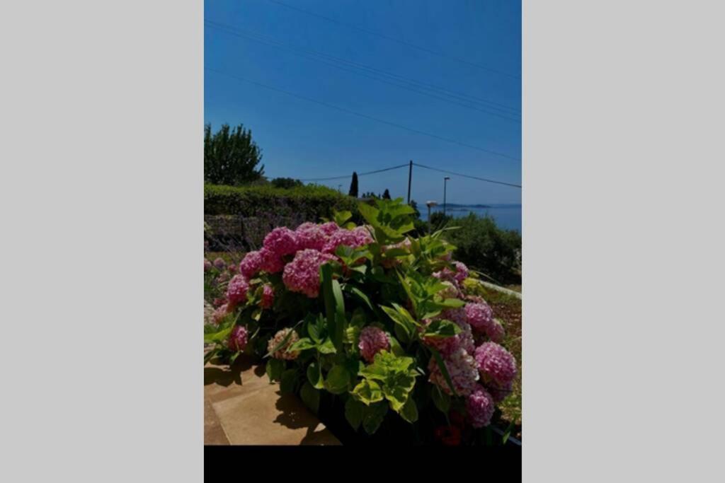 Villa Pergola -Apartment Roko มลินี ภายนอก รูปภาพ