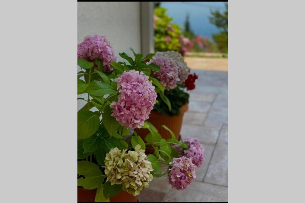 Villa Pergola -Apartment Roko มลินี ภายนอก รูปภาพ